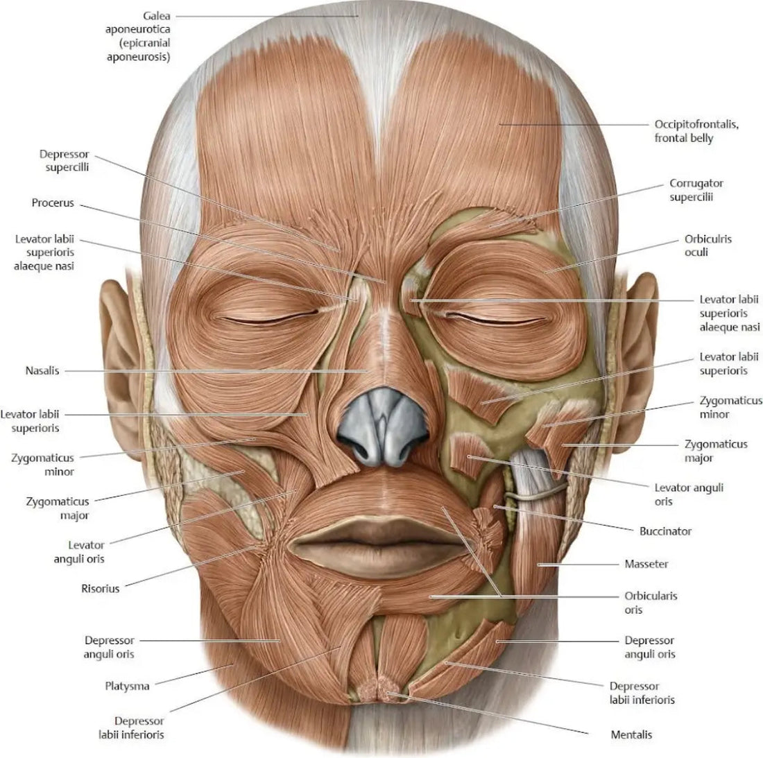 Красотата не е само въпрос на кремове или повърхностна грижа. Тя идва отвътре – от хармонията на тялото.