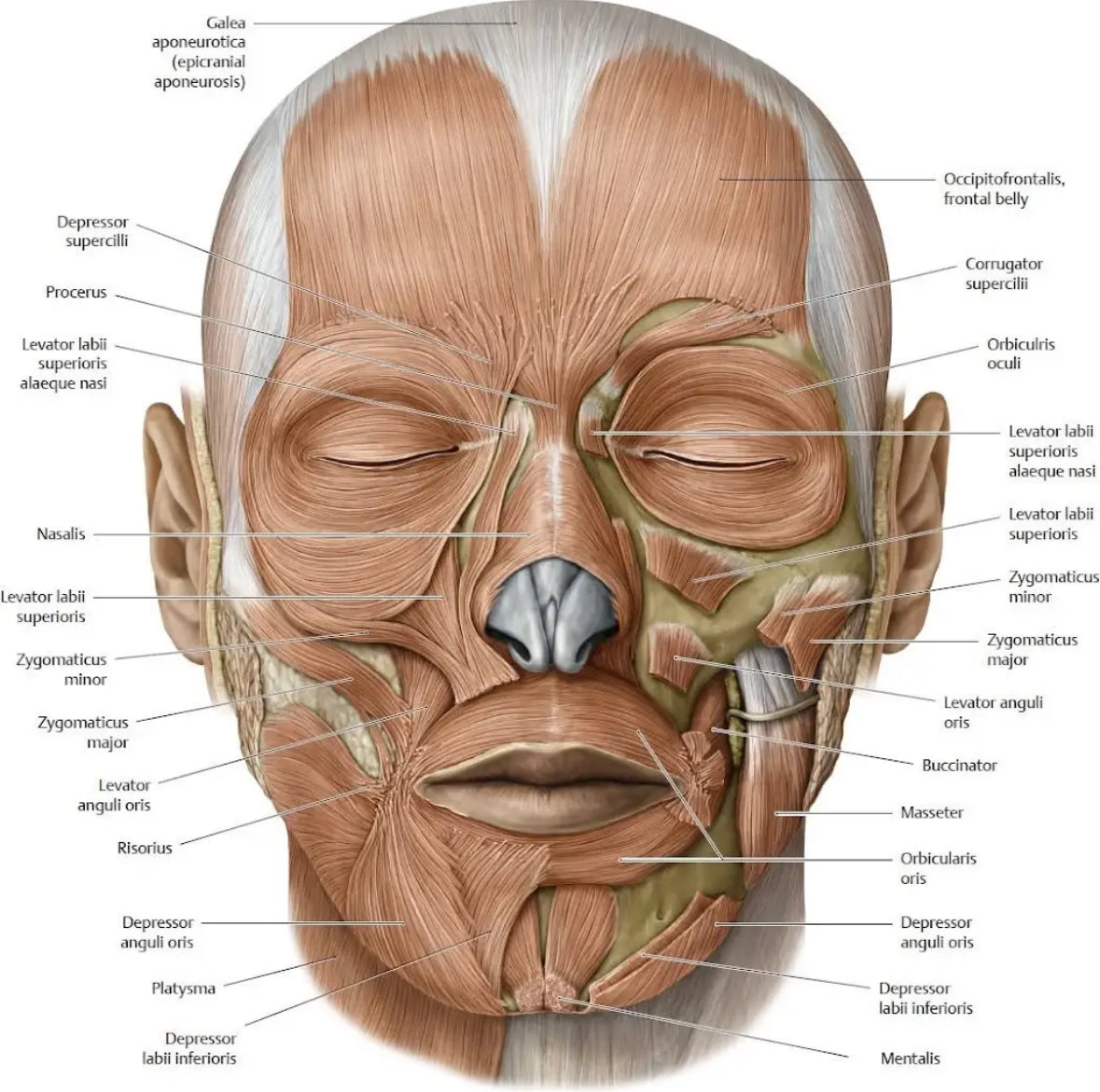 Красотата не е само въпрос на кремове или повърхностна грижа. Тя идва отвътре – от хармонията на тялото.
